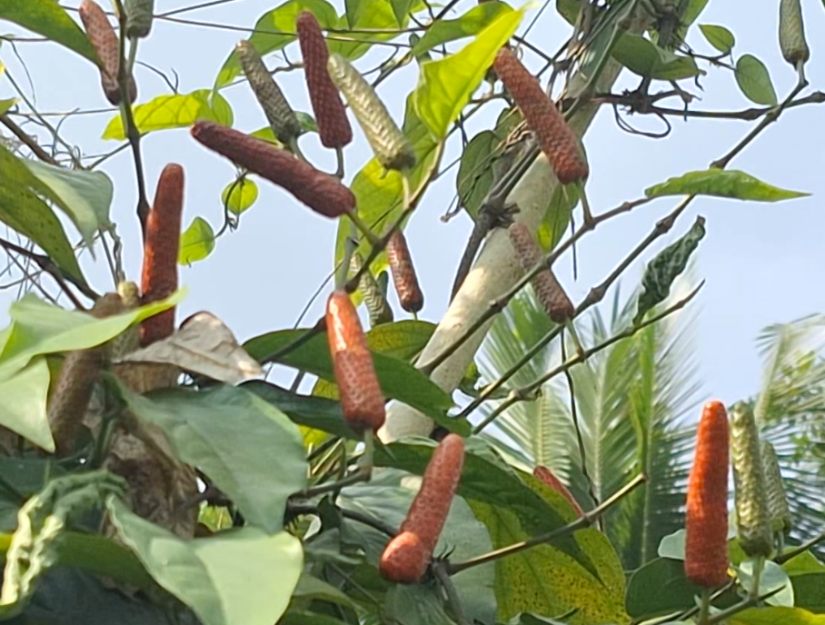 Taneman Cabe Jawi