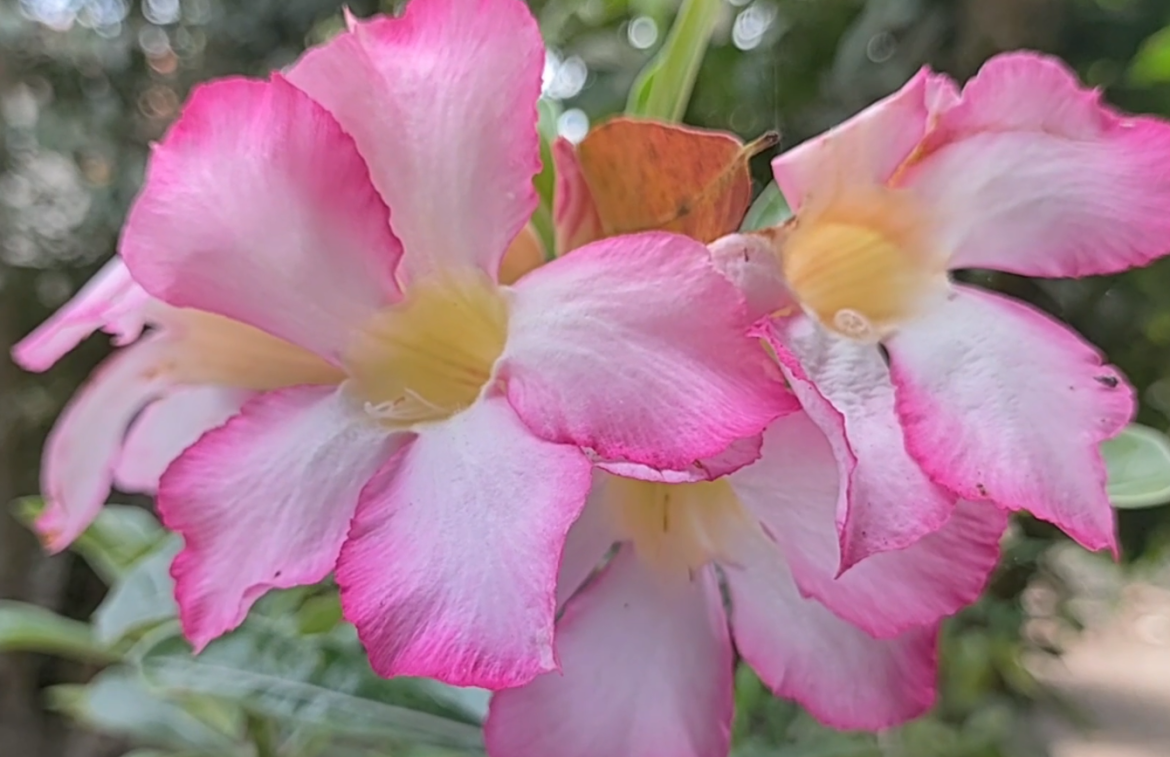 Adenium Tasih Nengsemaken