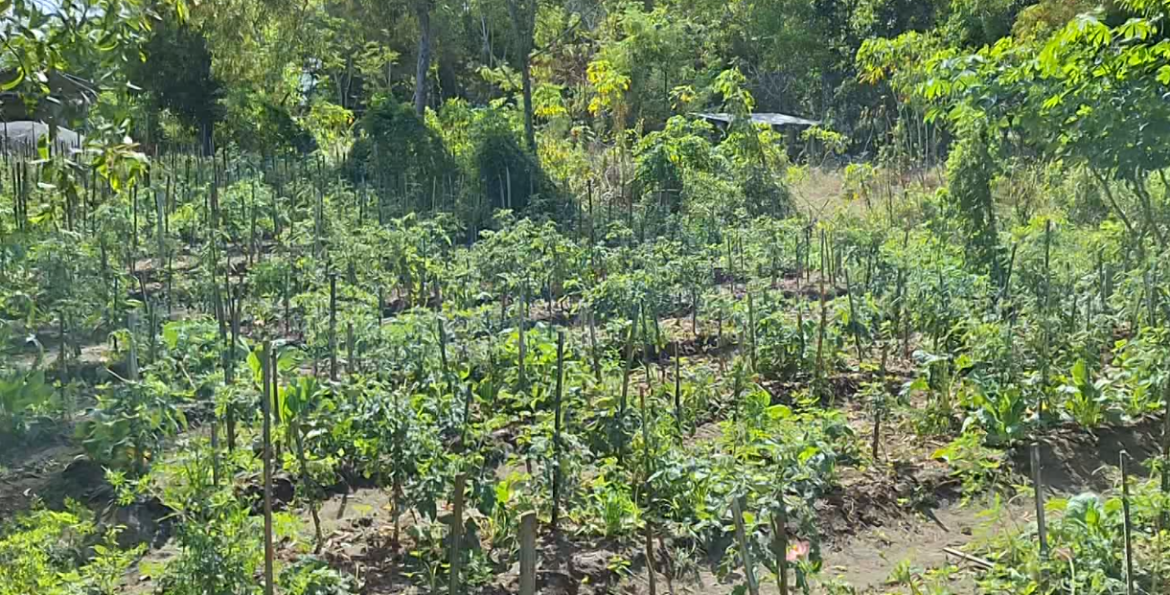 Budidaya Minahorti Murakabi