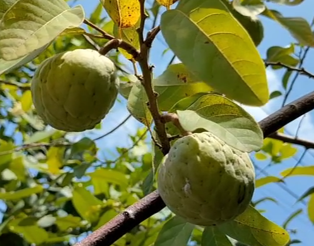 Sri Koyo Jumbo