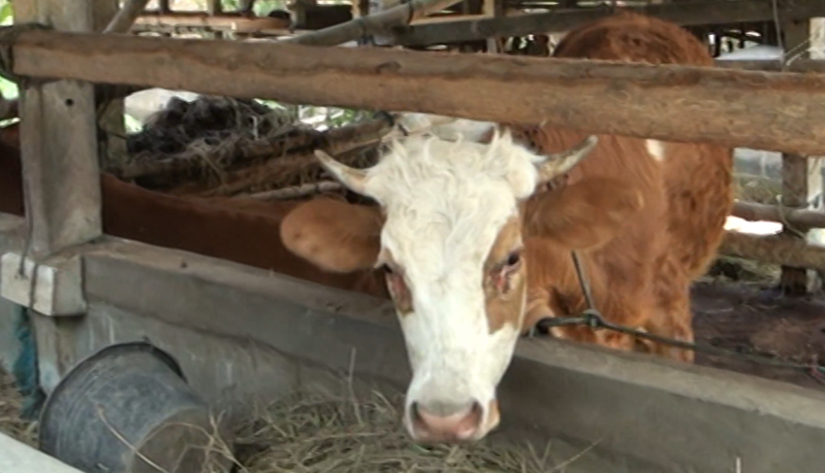 Kalodhangan Ngingah Lembu