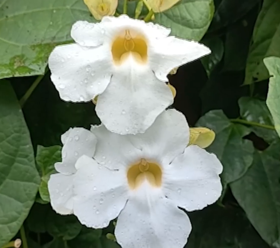 Thunbergia Grandiflora