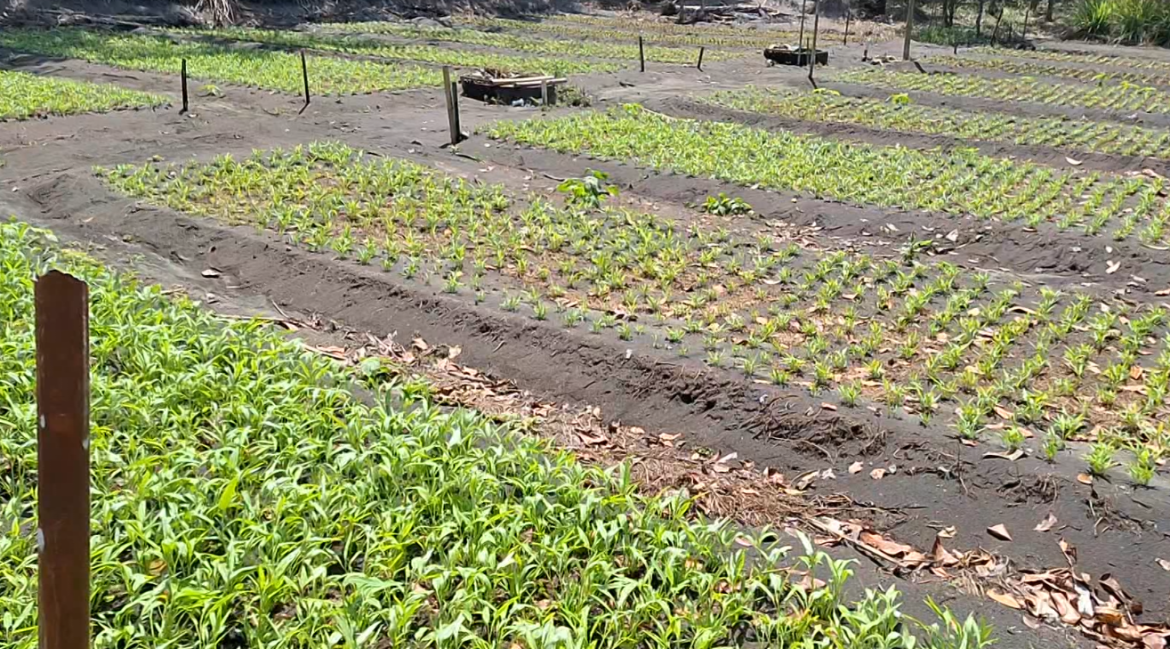 Budidaya Kangkung Pesisir