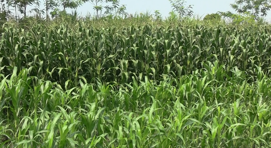 Budidaya Jagung Pipil