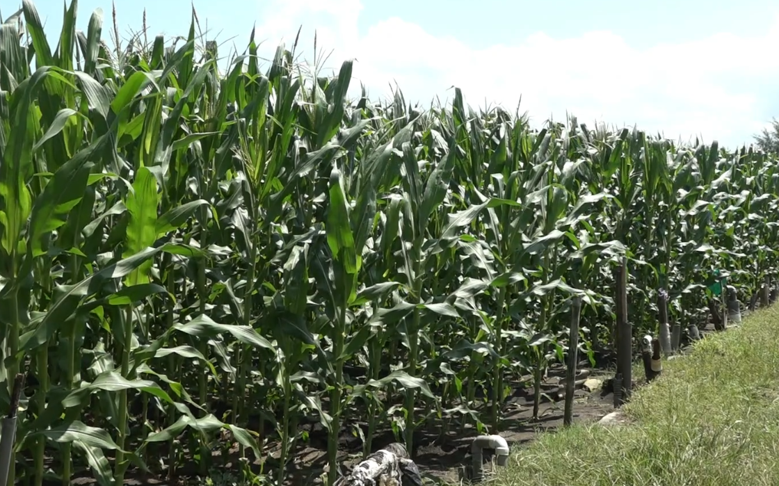 Jagung Manis Varietas Jambore