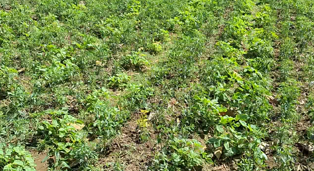 Minahorti Kacang Lombok Bayem