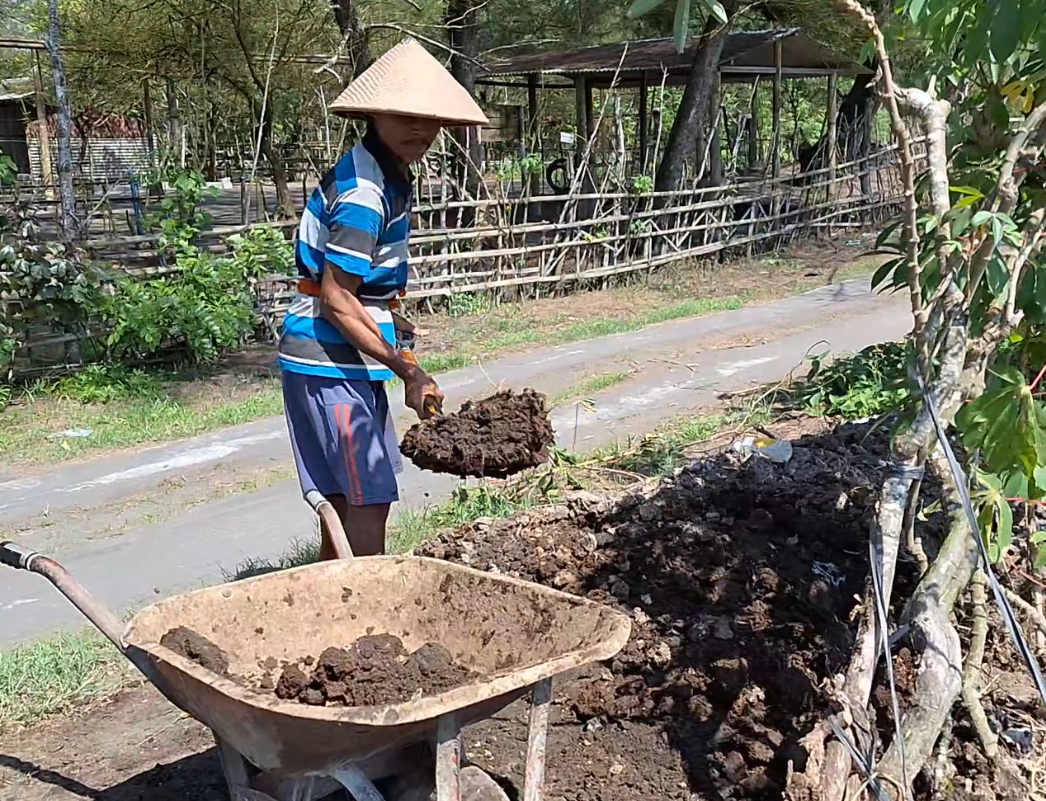 Mupangataken Rabuk Bucalan Lembu