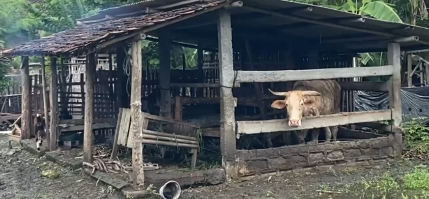 Kasus PMK di Gunungkidul Terus Meningkat, 19 Sapi Dinyatakan Mati