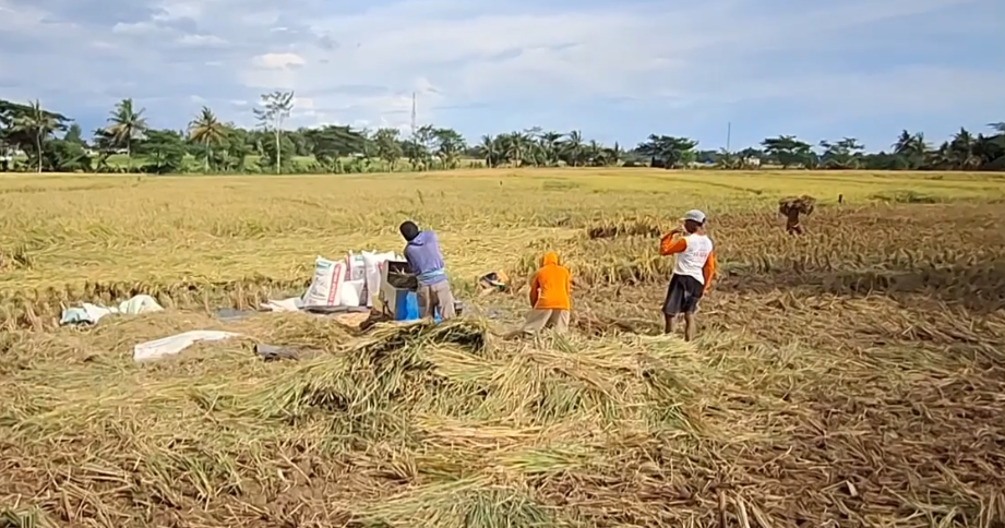 Masuki Panen Raya Harga Jual Gabah di Kulonprogo Masih di Bawah HPP