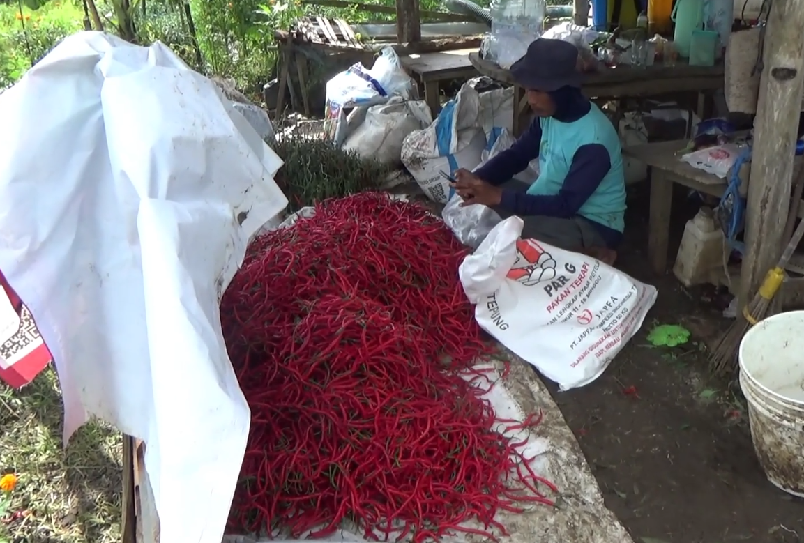 Petani Cabai Gunungkidul Untung Besar