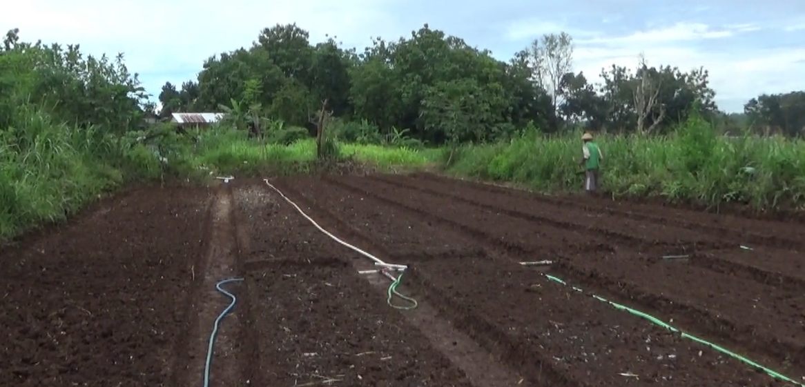 Petani Mulai Siapkan Lahan Bawang Merah