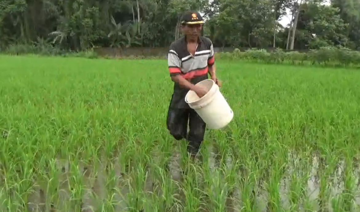 Pupuk Subsidi Ringankan Beban Petani