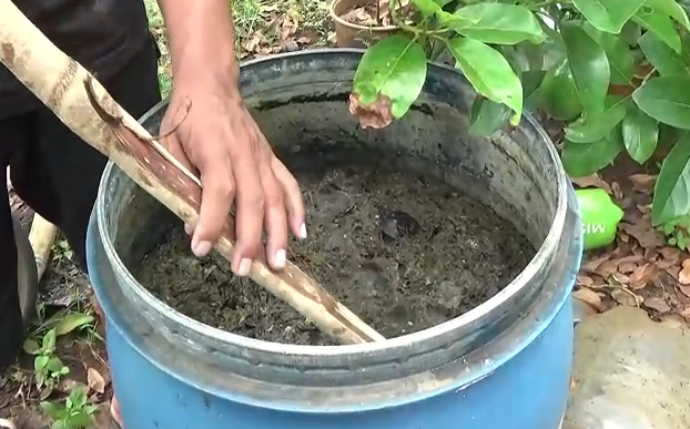 Pupuk organik tingkatkan kualitas tanaman buah