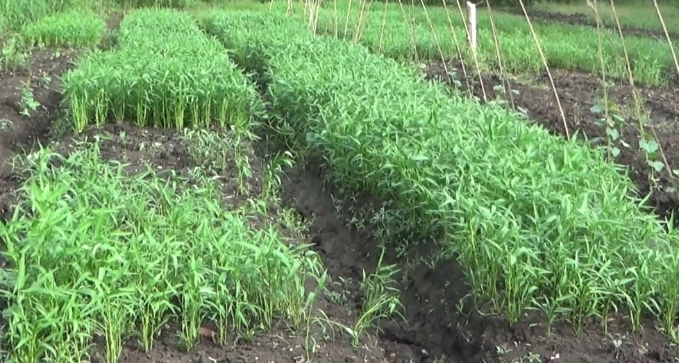 Tanam Kangkung Saat Penghujan Lebih Untung