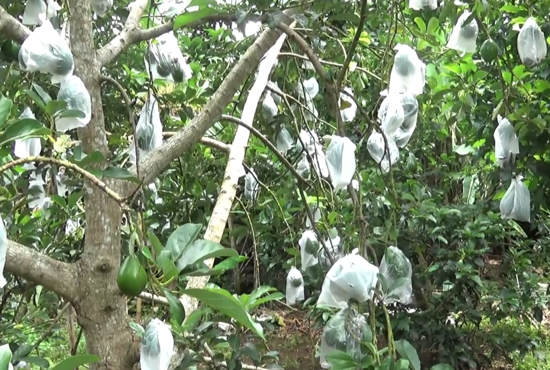 Upaya Tanggulangi Lalat Buah Pada Alpukat