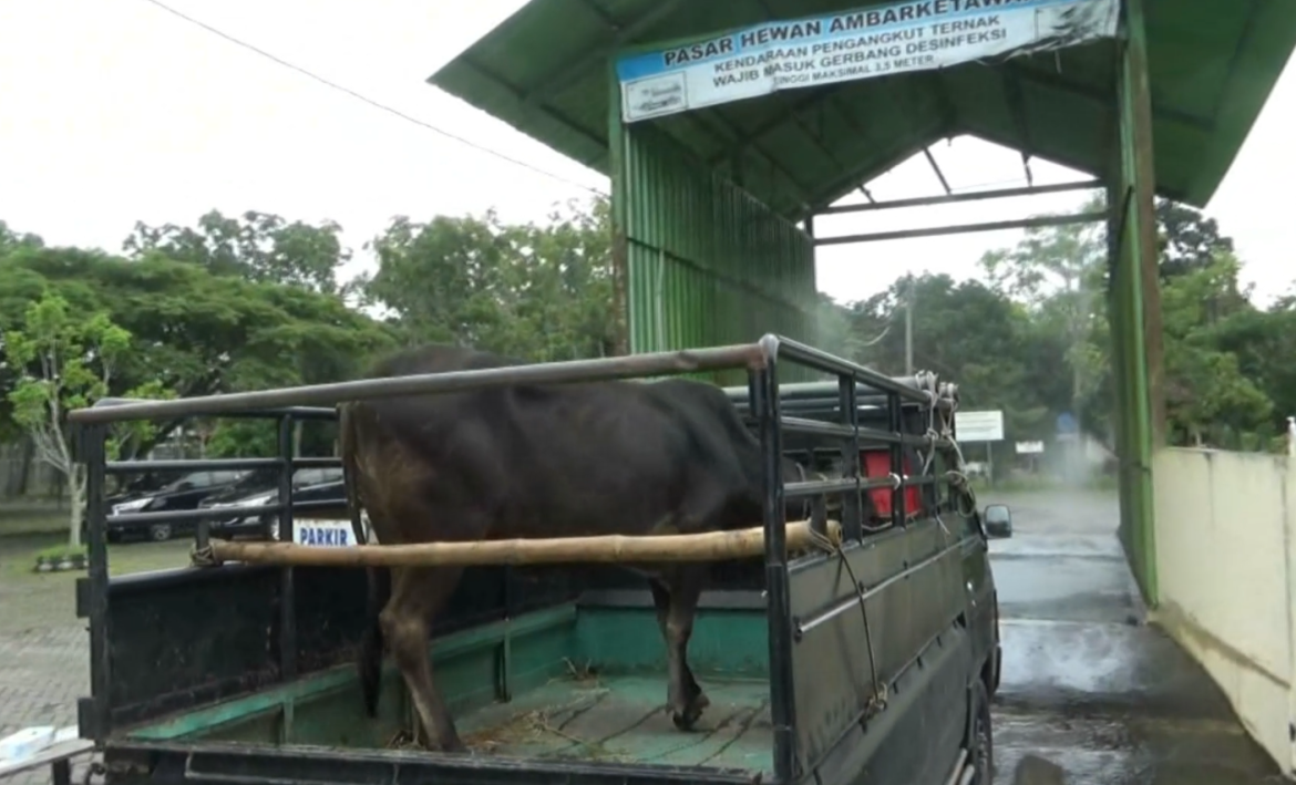 Wabah PMK, Gerbang Desinfeksi Diaktifkan Pengelola Pasar Hewan